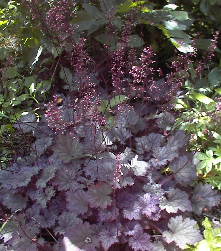 Heuchera Frosted Violet