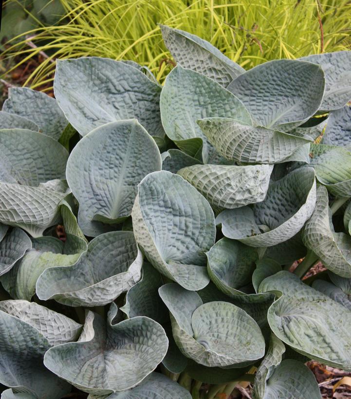 Hosta 'Big Daddy'