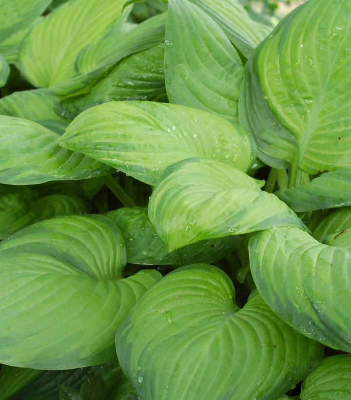 Hosta Guacamole