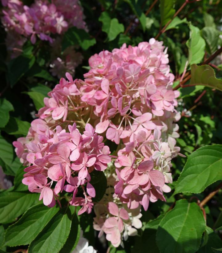 Hydrangea pan. Vanilla Strawberry™