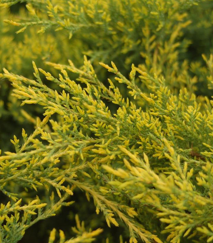 Juniperus chinensis 'Gold Star'