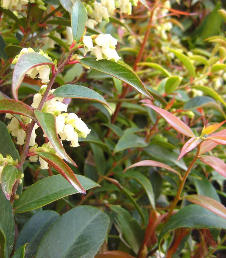 Leucothoe axillaris 