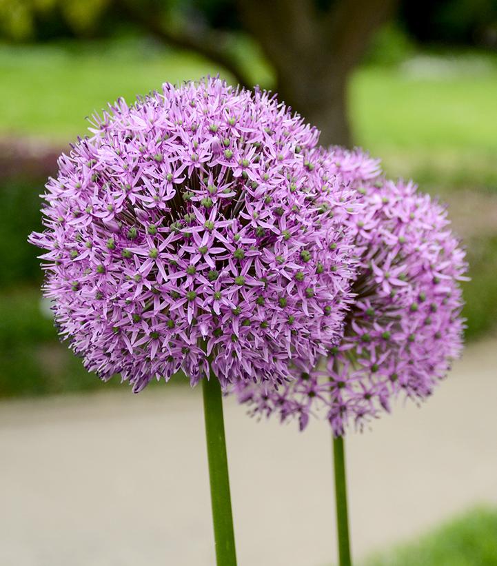 Allium christophii 