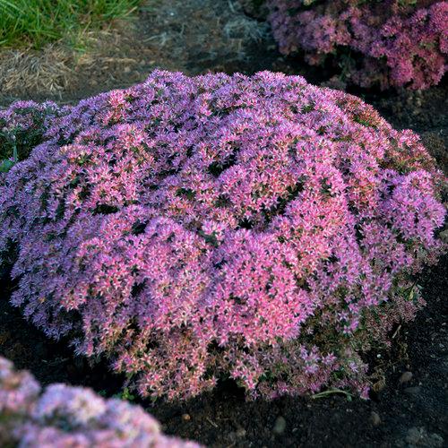 Sedum hybrid Rock 'N Round™