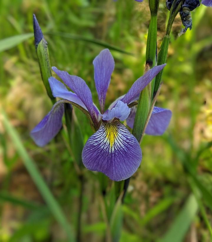 Iris versicolor 'Purple Flame'