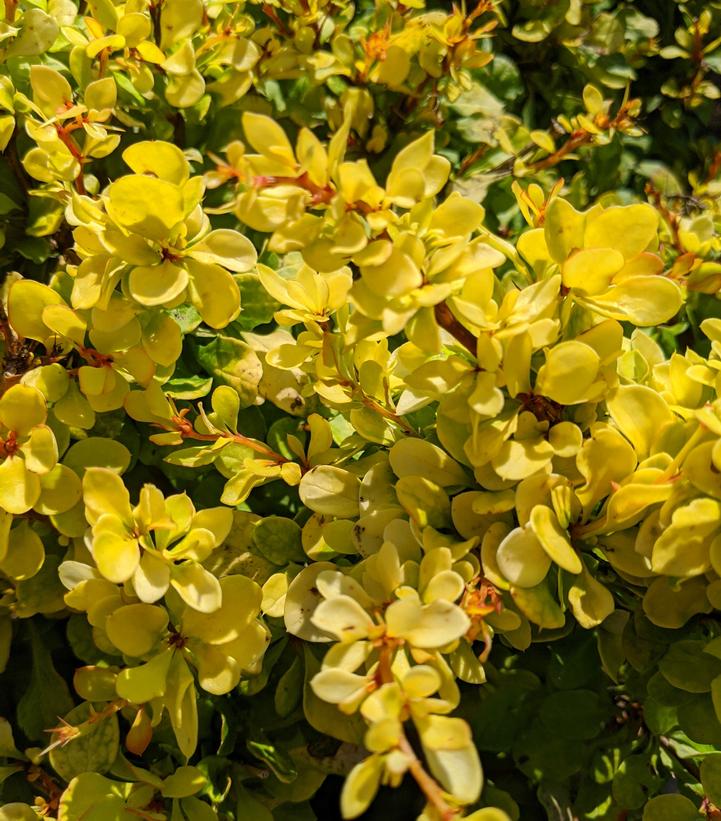 Berberis WorryFree® Lemon Cutie®