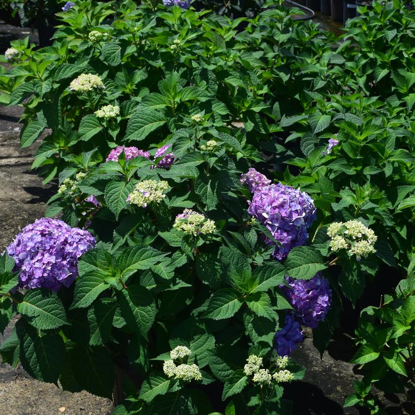 Hydrangea mac. Rock 'n Roll™