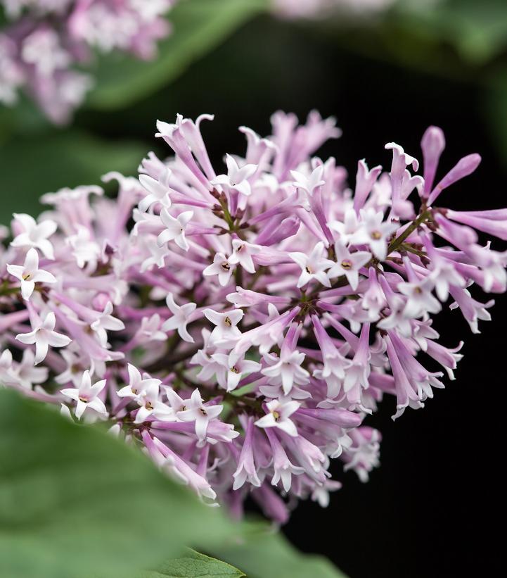 Syringa x Little Lady™