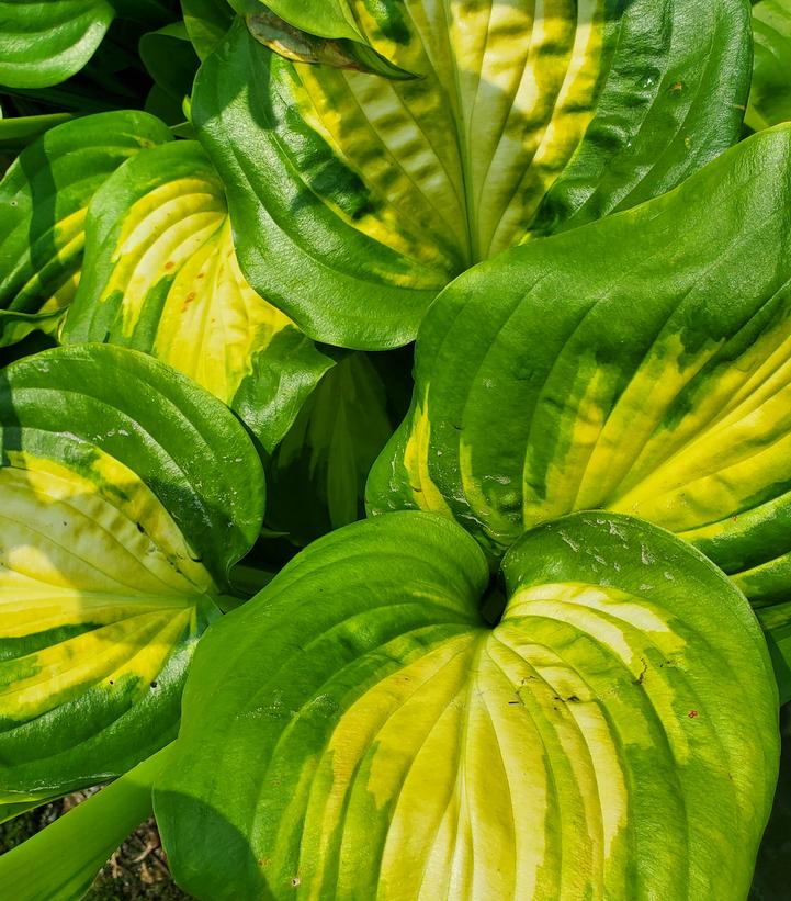 Hosta 'Avocado'