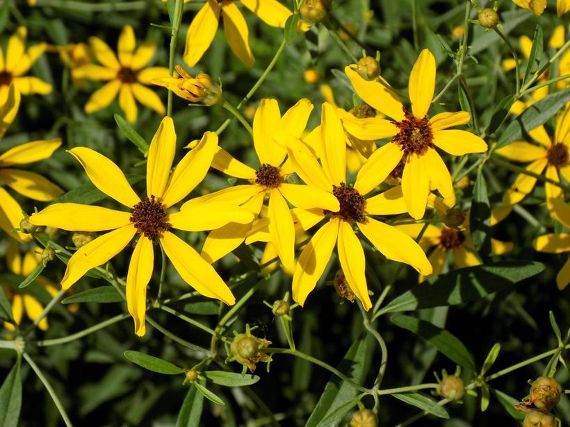 Coreopsis tripteris 'Gold Standard'