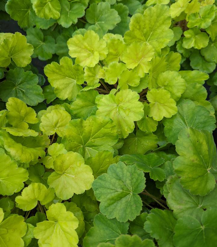 Heuchera Northern Exposure™ Sienna