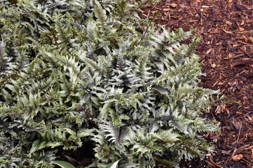 Anthyrium niponicum 'Crested Surf'