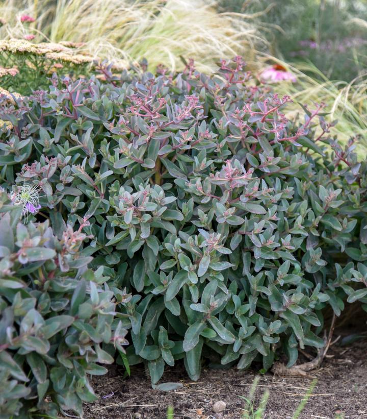 Sedum hybrid Rock 'N Grow® 'Tiramisu'