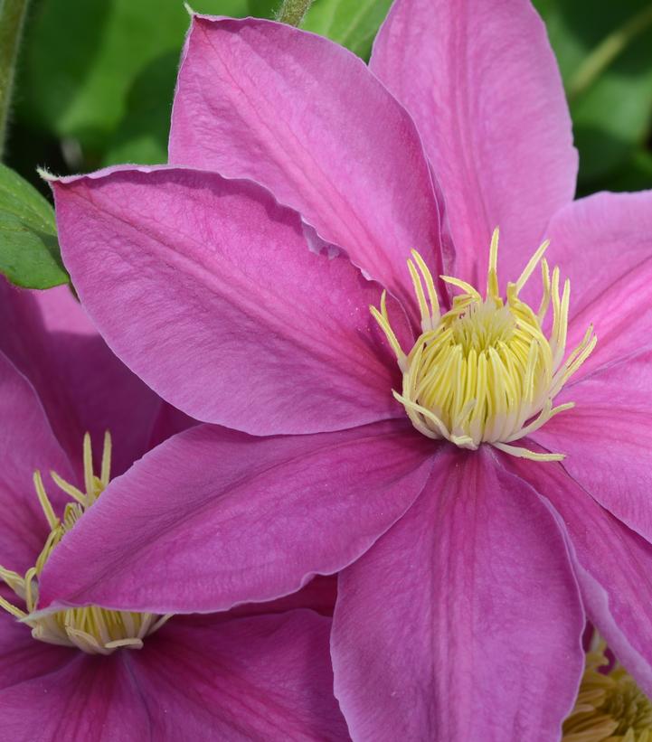 Clematis Alaina™