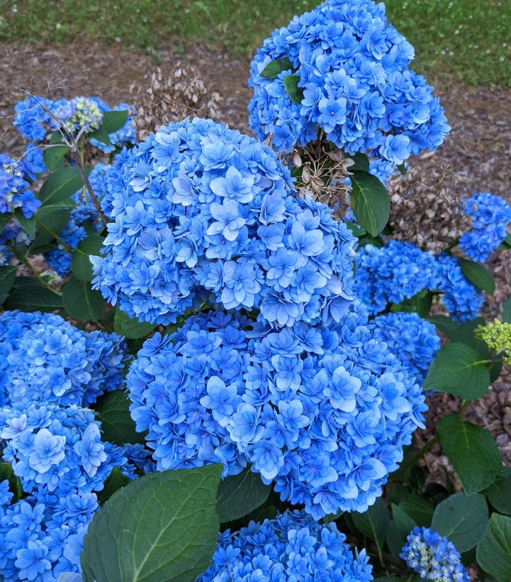 Hydrangea mac. Double Down®