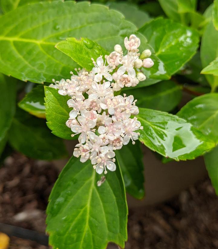 Hydrangea x Fairytrail Bride® Cascade Hydrangea®