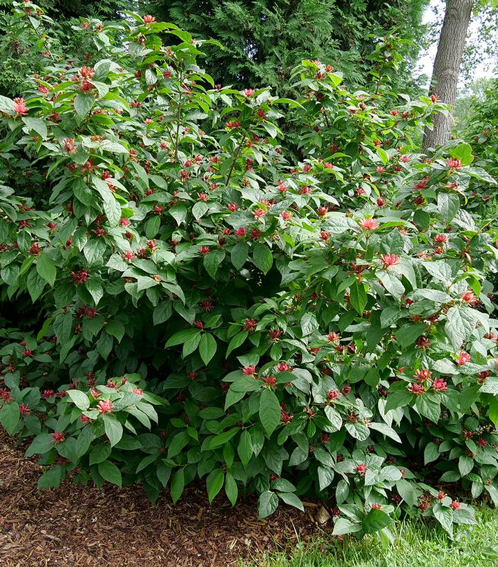 Calycanthus x Simply Scentsational®