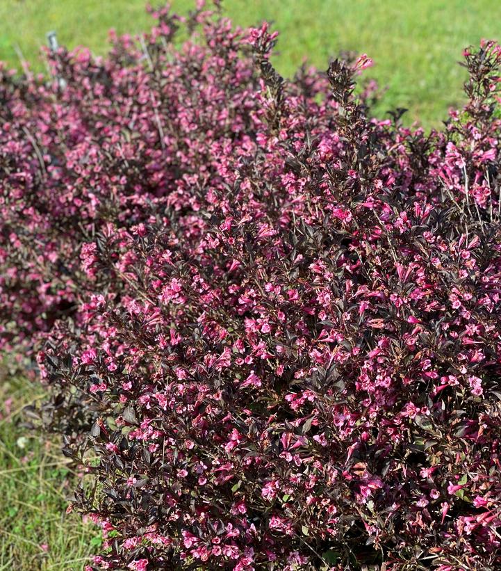 Weigela florida Very Fine Wine®