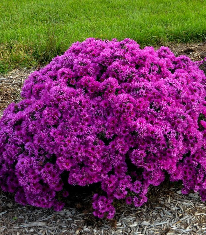 Aster novae-angliae 'Pink Crush'