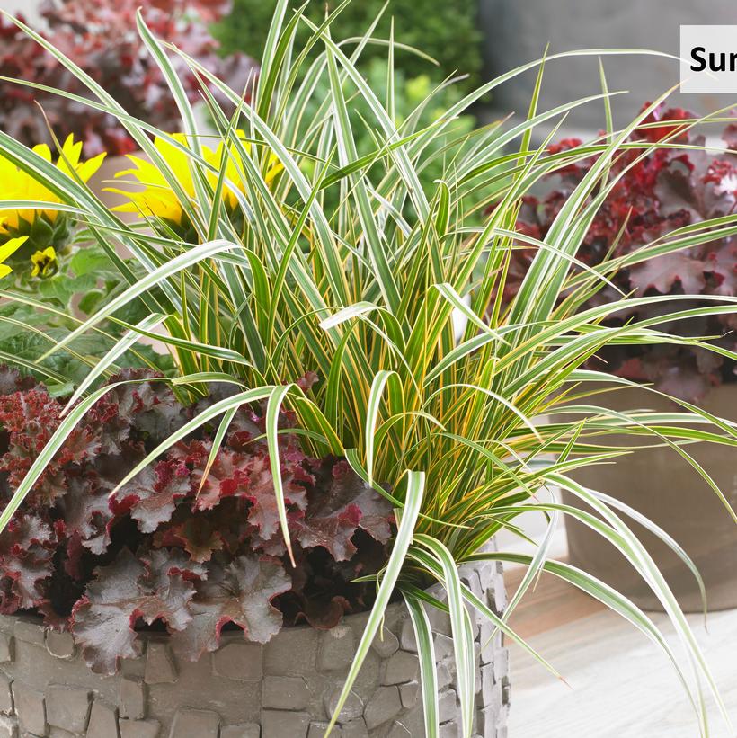 Carex morrowii EverColor® 'Everglow'