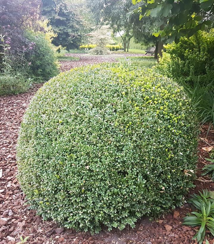 Ilex crenata 'Lucky Marble'