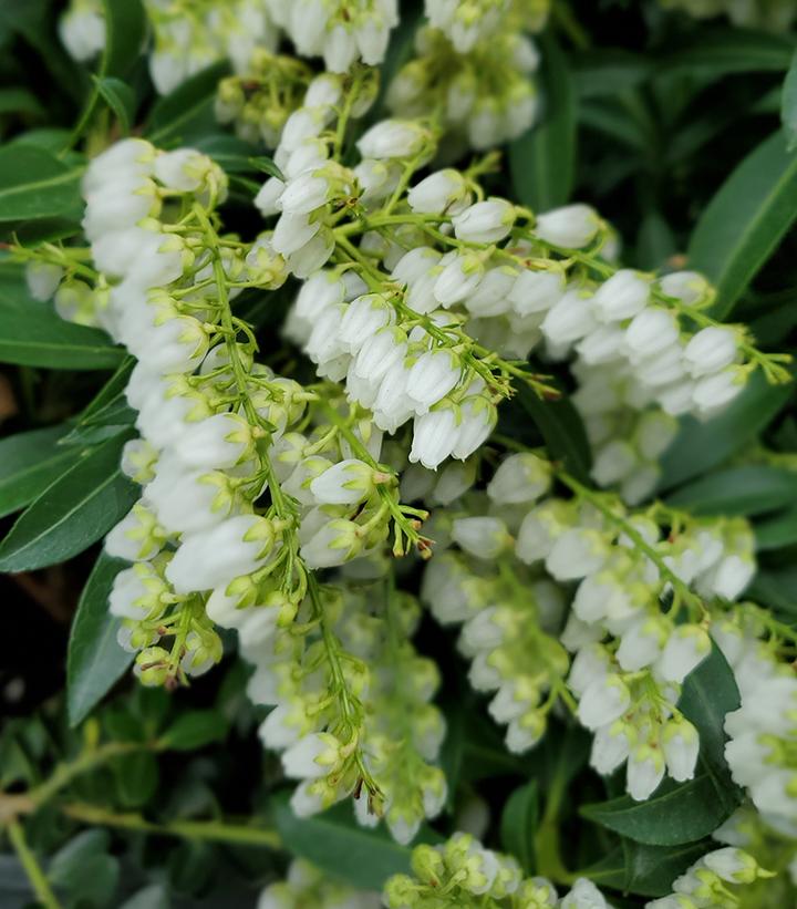 Pieris japonica 'Purity'