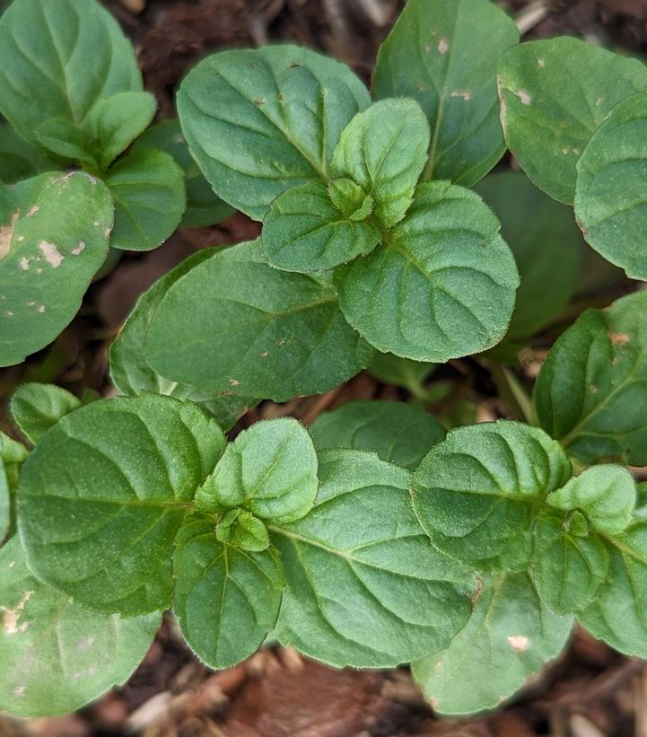 Mentha aquatica 'Citrata'