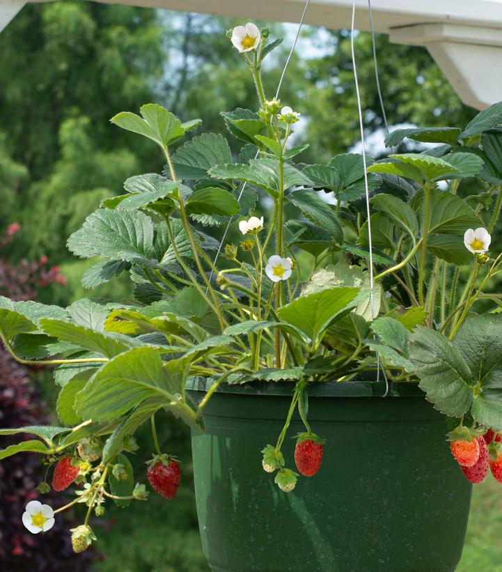 Fragaria ananassa Snowy Belle™ - 6`` POT