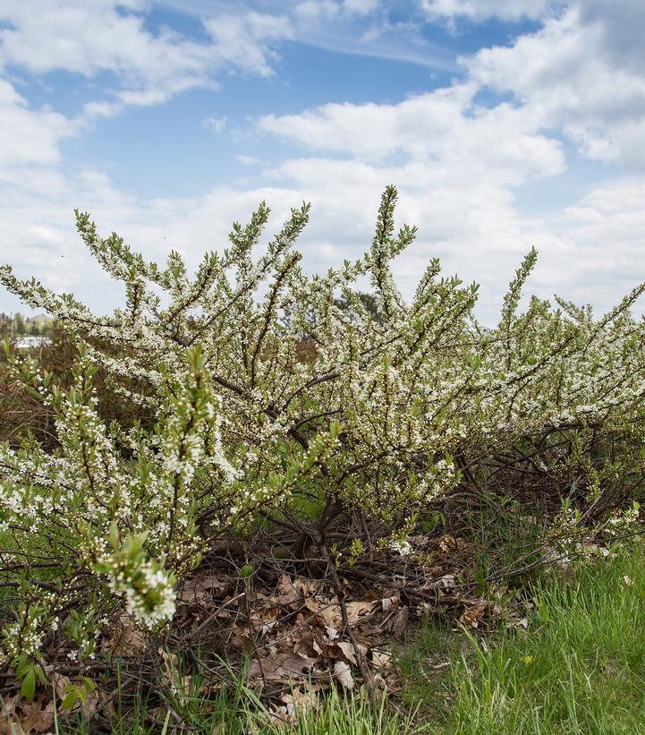 Prunus pumila 'Jade Parade'