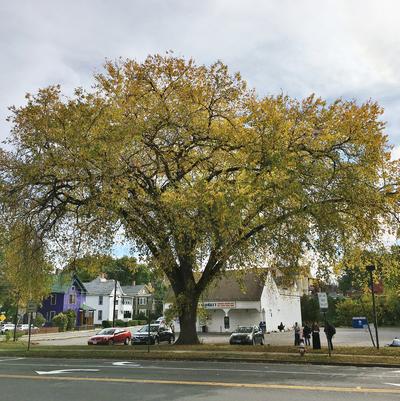 Ulmus americana 