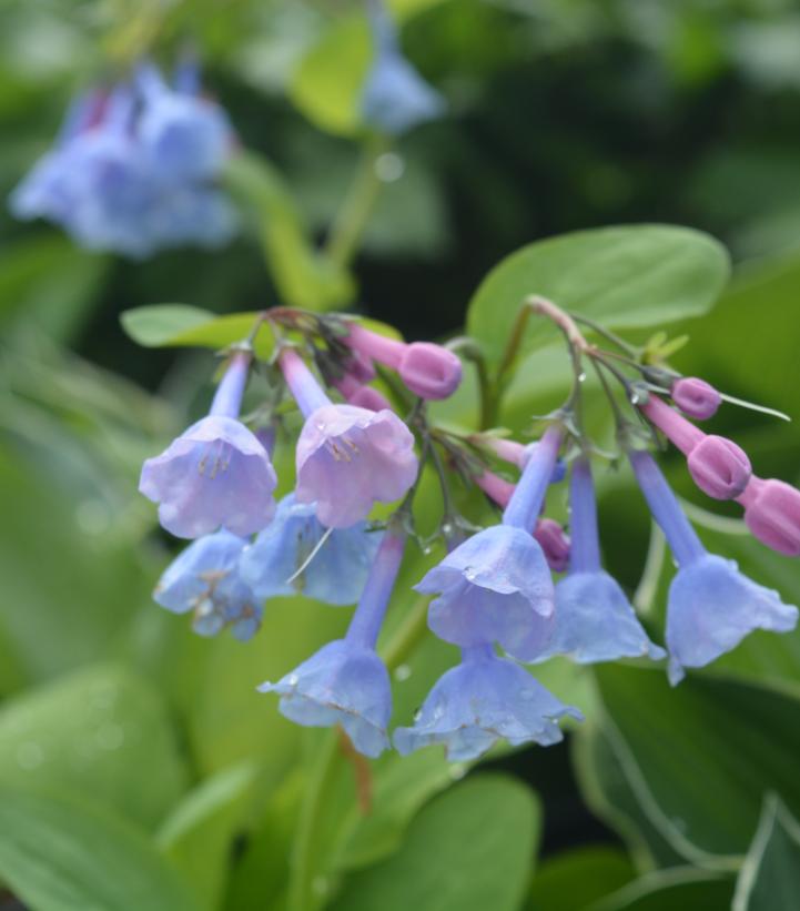 Mertensia virginica 