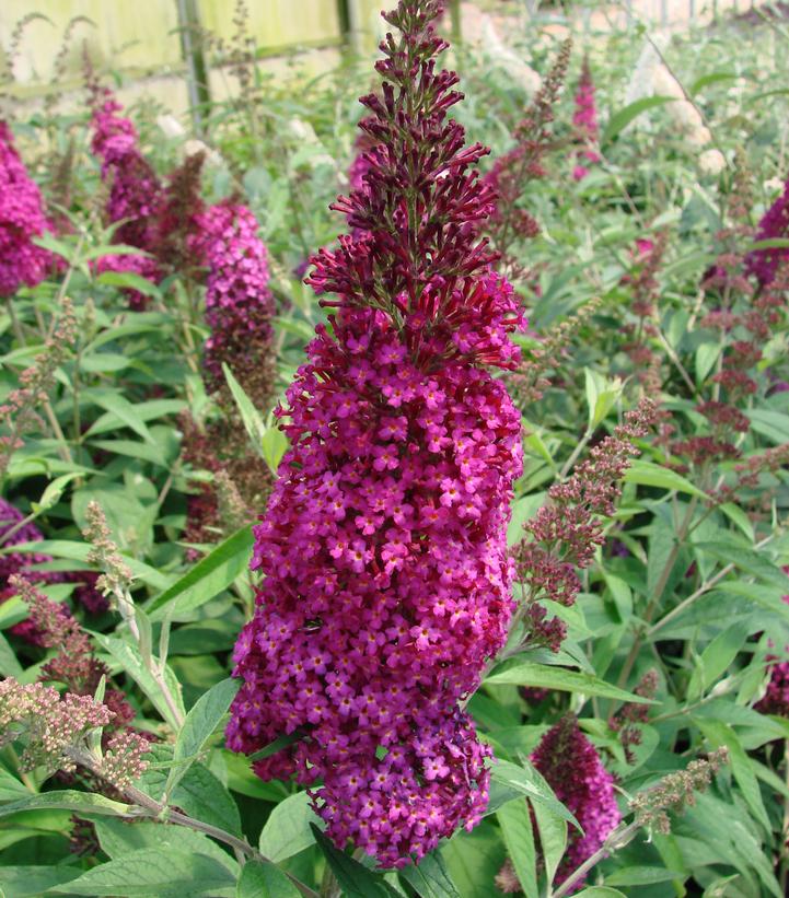 Buddleia davidii Funky Fuchsia™