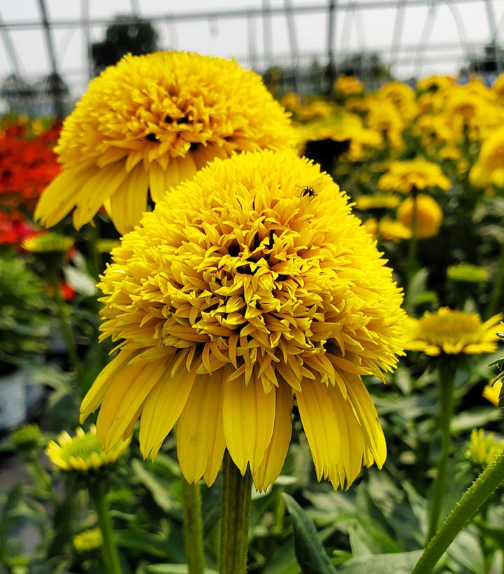 Echinacea Cara Mia™ Yellow