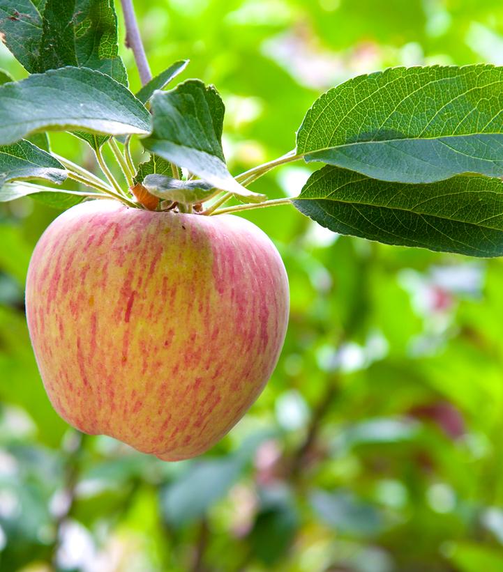 Malus domestica 'Gravenstein'