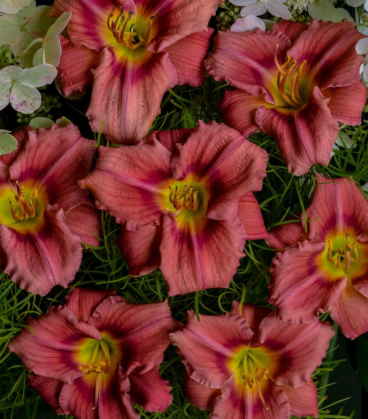 Hemerocallis 'Rosy Returns'