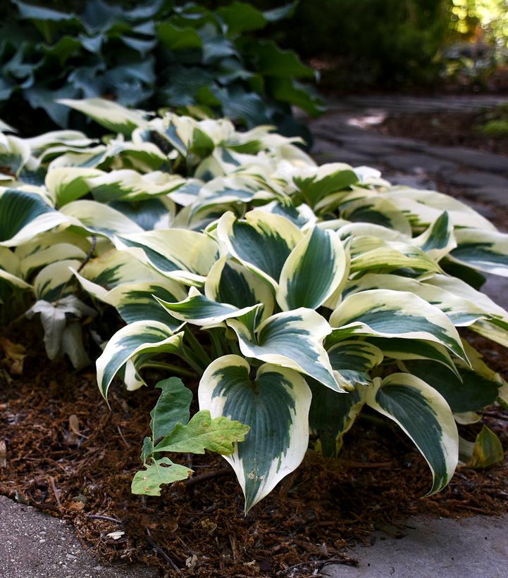 Hosta 'Blue Ivory'