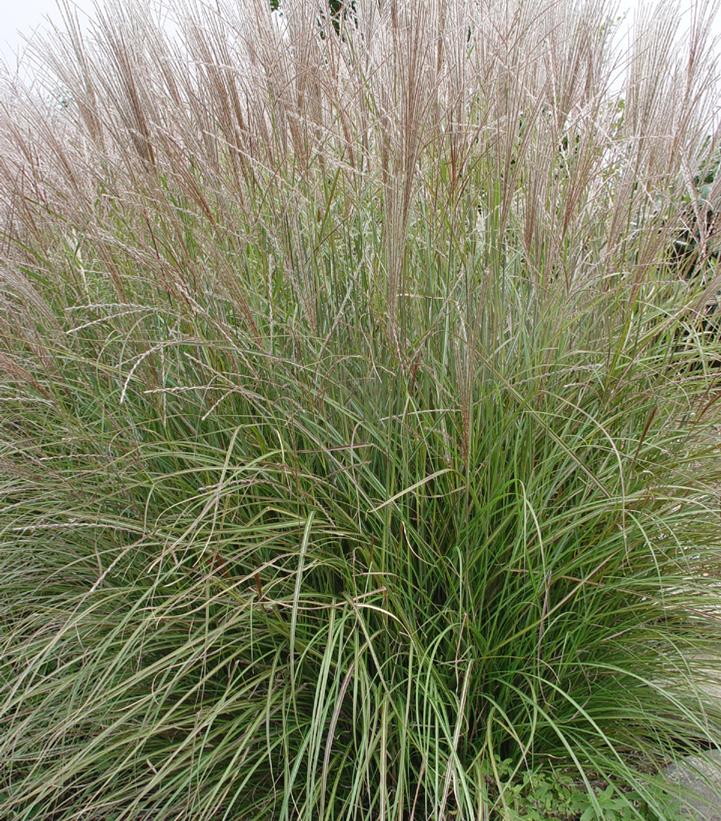 Miscanthus sinensis Adagio