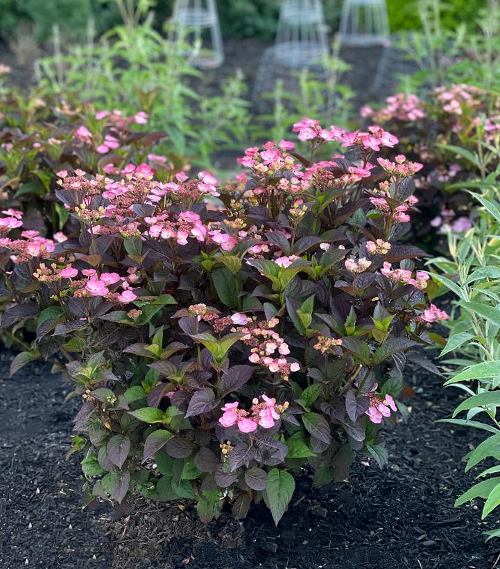 Hydrangea serrata Pink Dynamo™