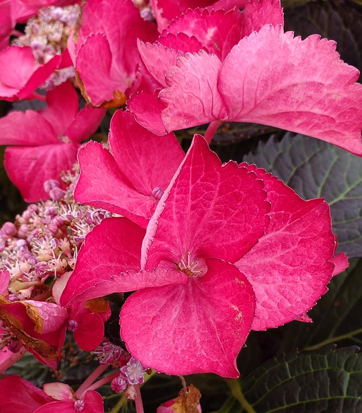 Hydrangea mac. Tuxedo® Pink