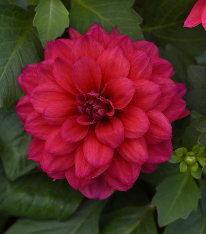 Dahlia Dalaya® Raspberry