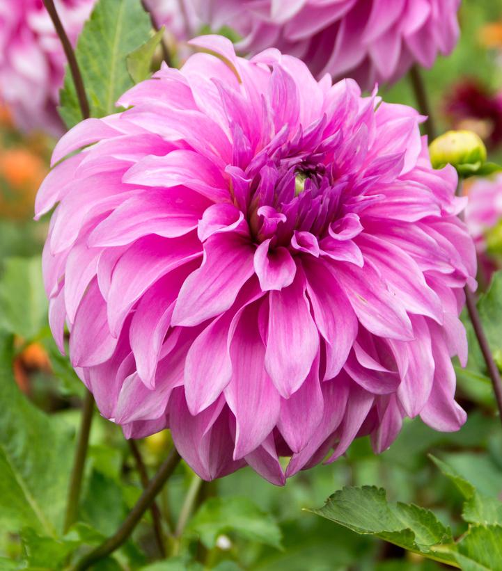 Dahlia 'Vassio Meggos'