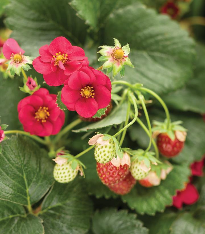 Fragaria ananassa Berried Treasure® Red