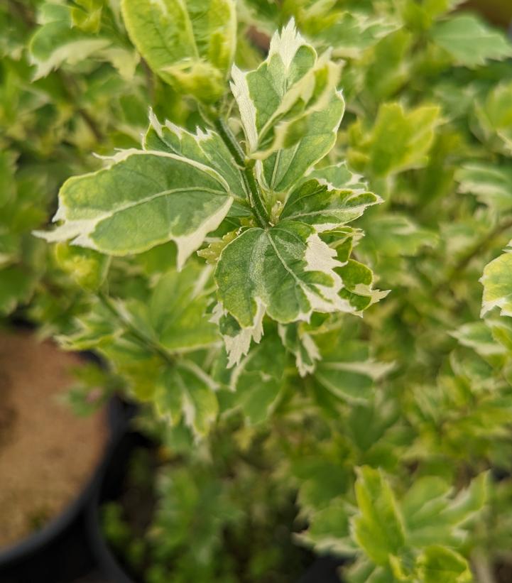 Hibiscus syriacus 'Showtime'