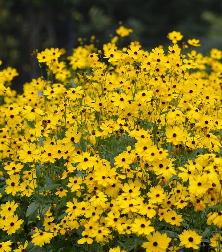 Coreopsis palustris 'Summer Sunshine'