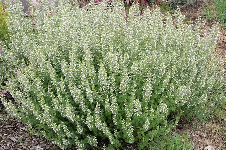 Calamintha nepeta 'Montrose White'