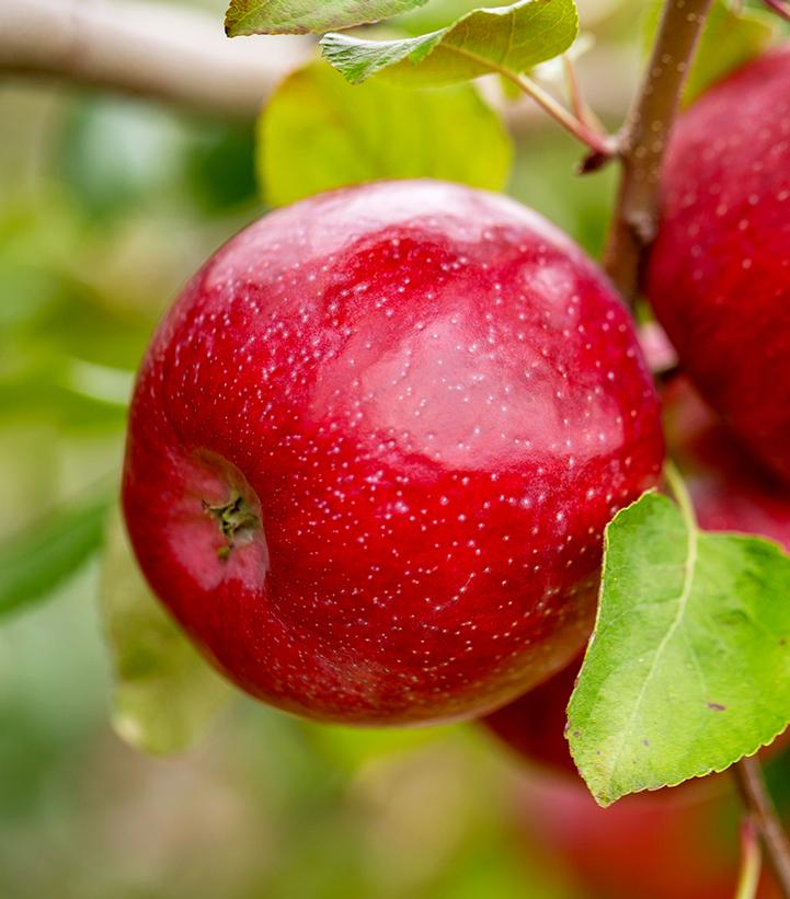 Malus domestica Triumph™