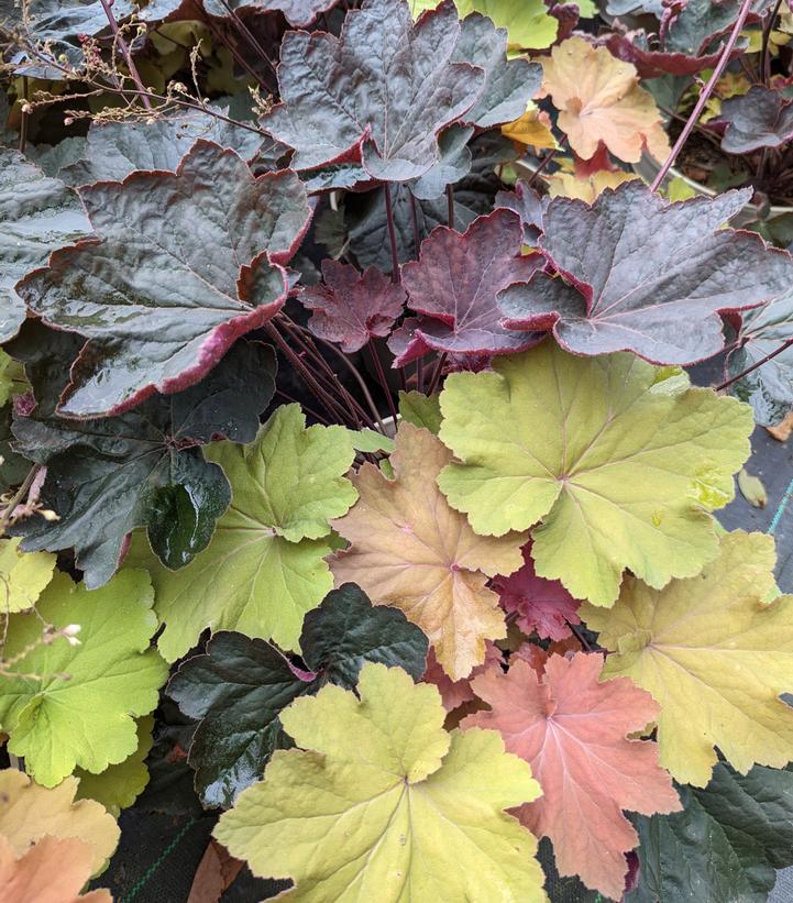 Heuchera Patio Pals Cara Amber