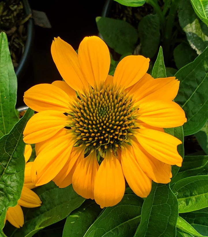 Echinacea Artisan™ Yellow Ombre