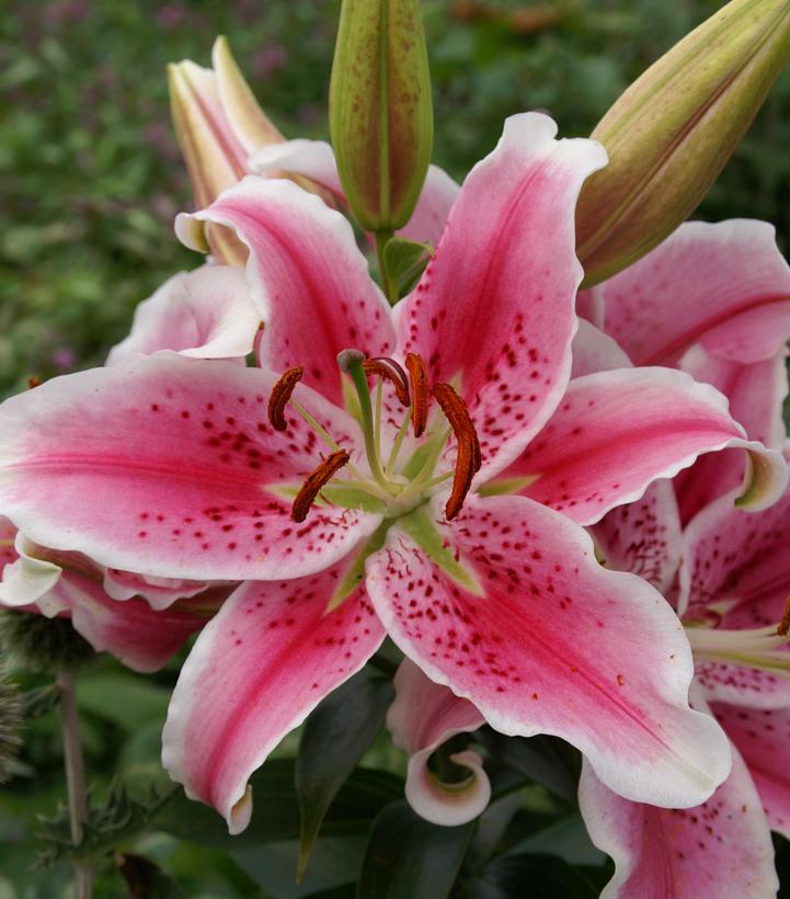 Lilium orientalis 'Stargazer'