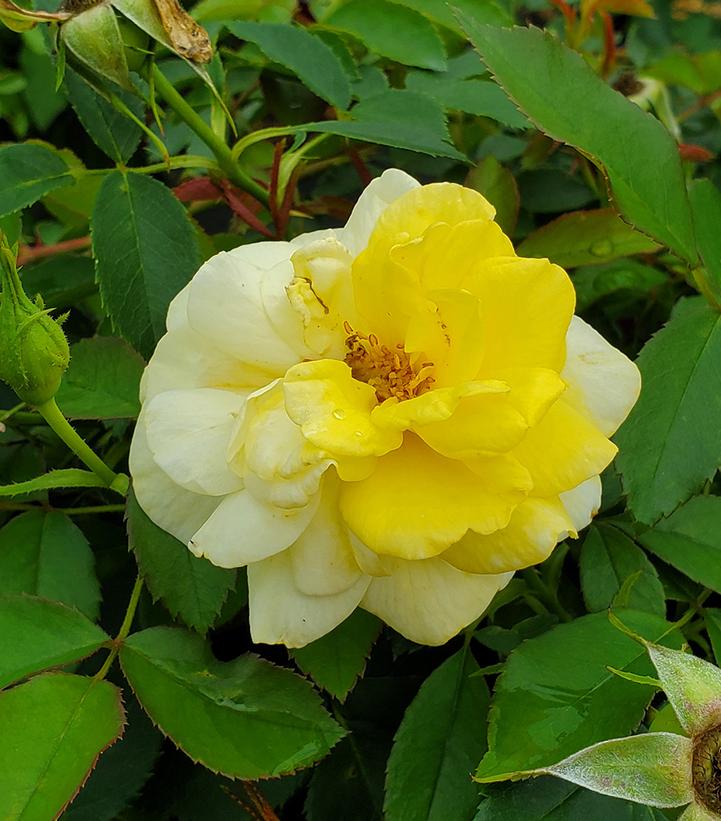 Rosa Yellow Brick Road